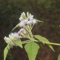 Chromolaena odorata (L.) R.M.King & H.Rob.